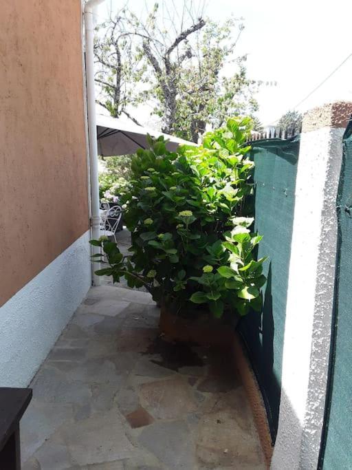 Petit Coin De Paradis Evisa Exterior foto